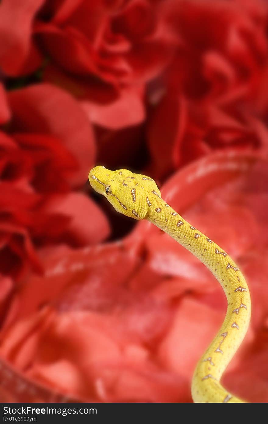 Snake in the roses