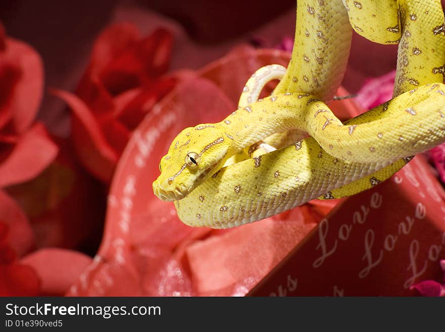 Snake in the roses