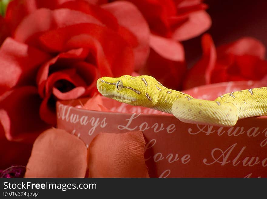 Snake In The Roses