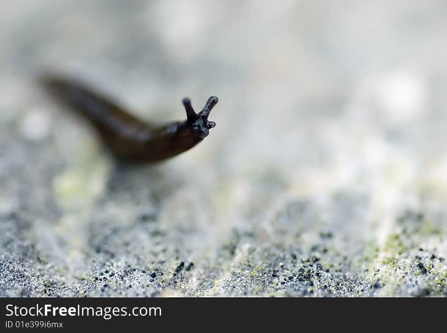 Macro of a little snail. Macro of a little snail