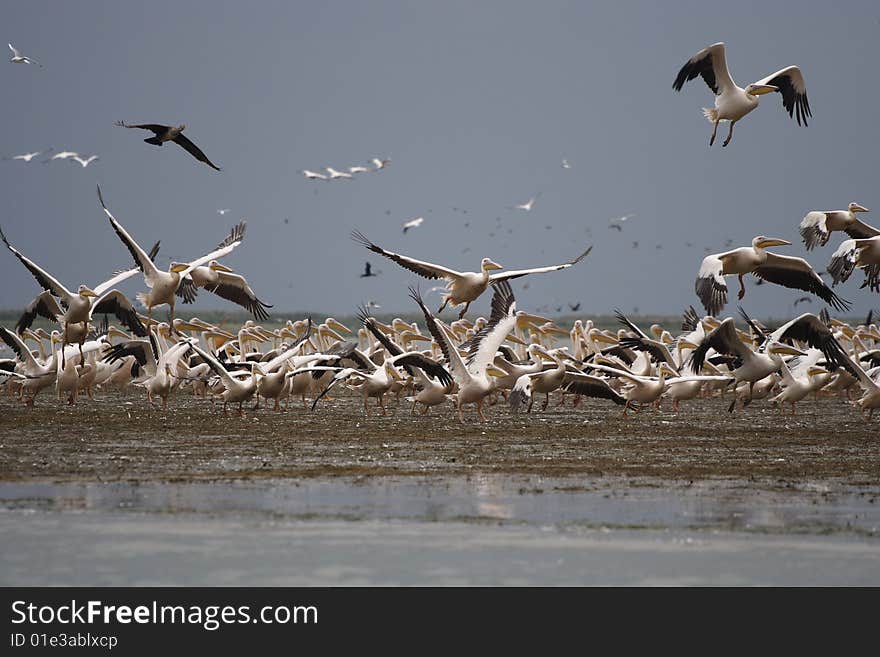 The flight of pelicans flies up. A mouth of Danube. The flight of pelicans flies up. A mouth of Danube