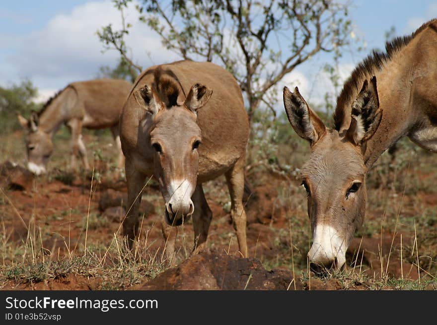 Donkeys