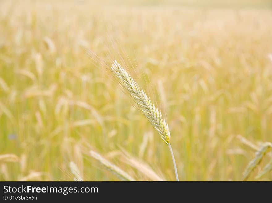 Single ear on the golden field background -closeup