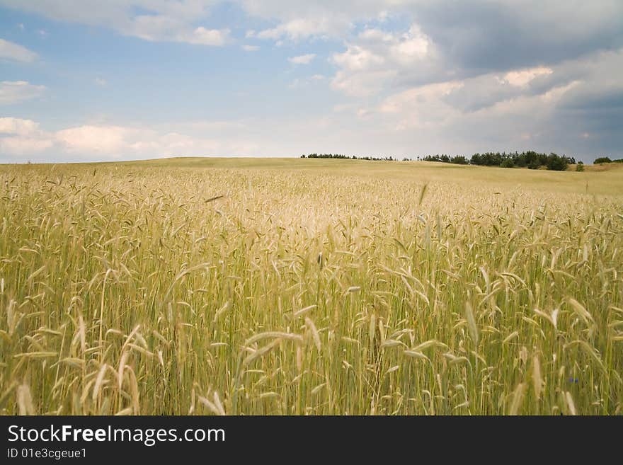 Golden yield - photo taken in Poland