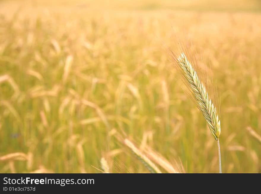 Single ear on the golden field background - closeup