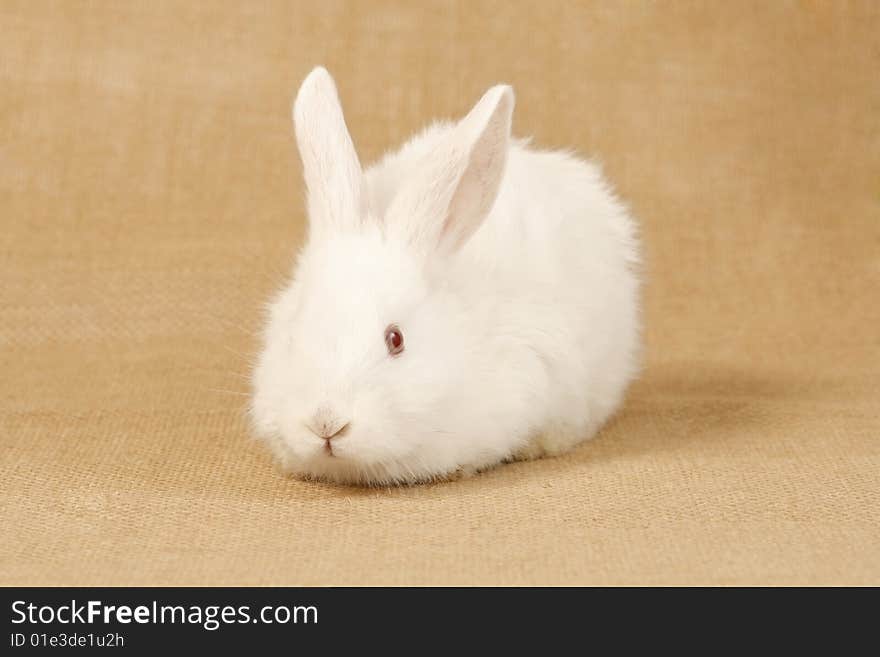 Albino Rabbit