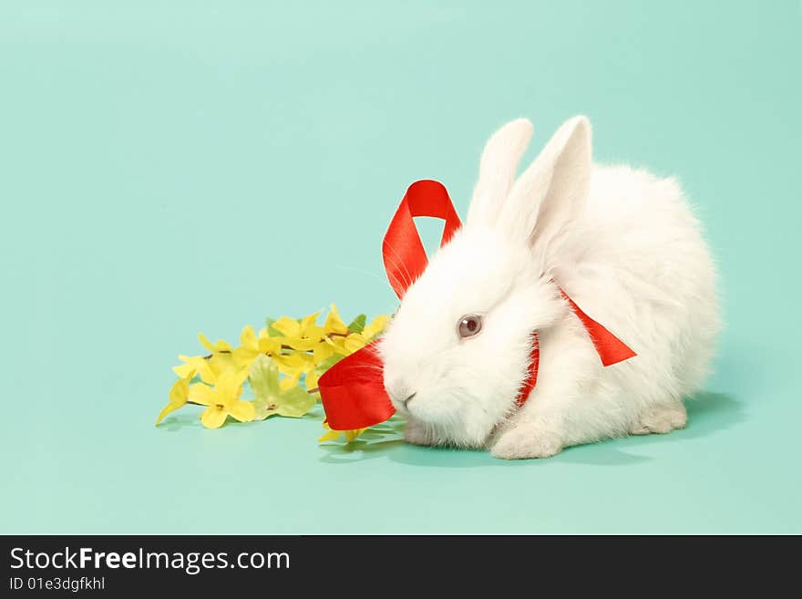 White rabbit from bow on green background