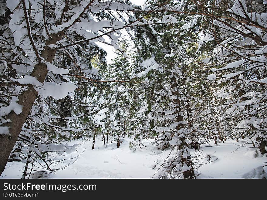 Snow on branches in a winter forest