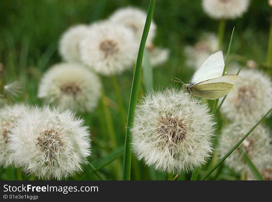 Dandelion meadow 2