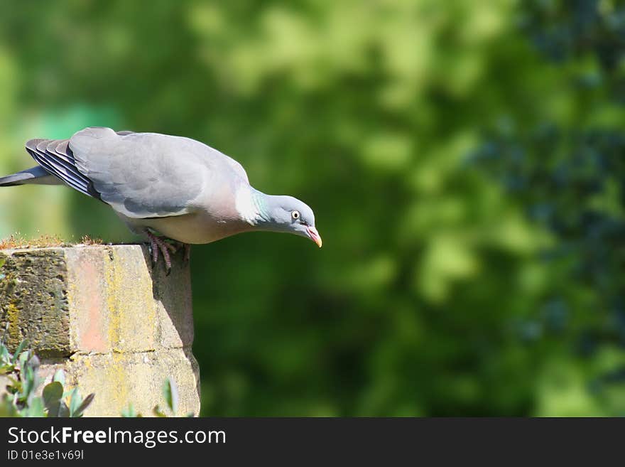 Wood pigeon launch