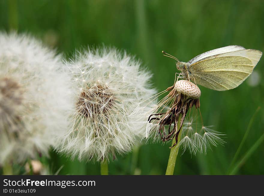 Alight butterfly. Meadow with dandelions in the spring. Alight butterfly. Meadow with dandelions in the spring.