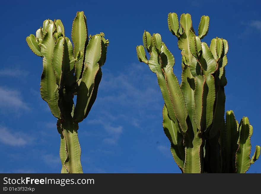 Cactus with sky background in Africa