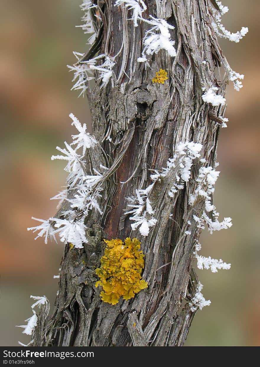 Hoarfrost in vineyard