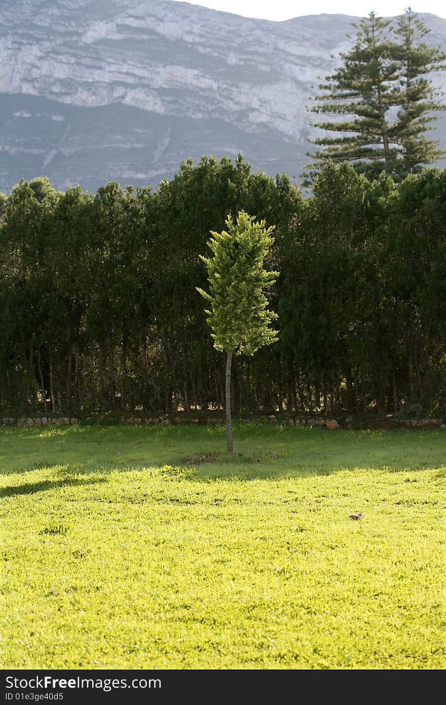 Cypress as an island of green grass in Denia, Spain