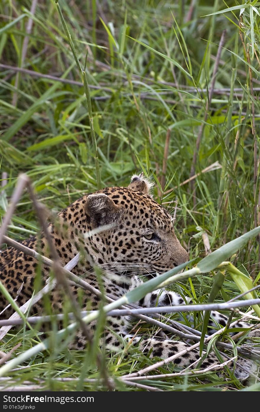 Leopard resting at Kruger national park.