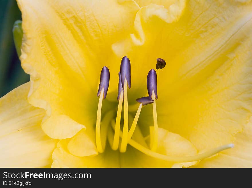 Yellow Day Lily