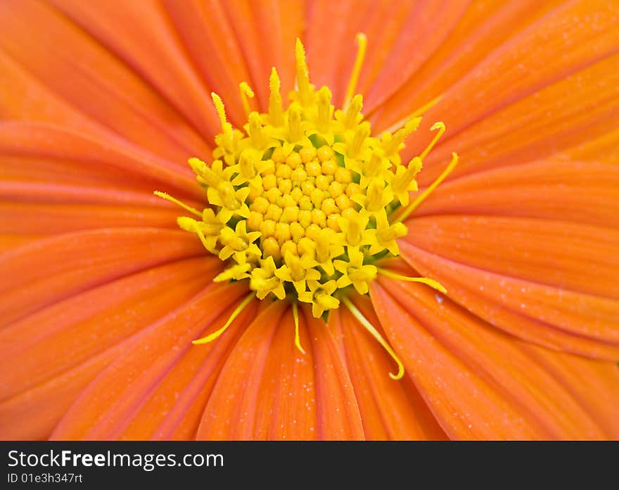 Orange Gerbera Daisy