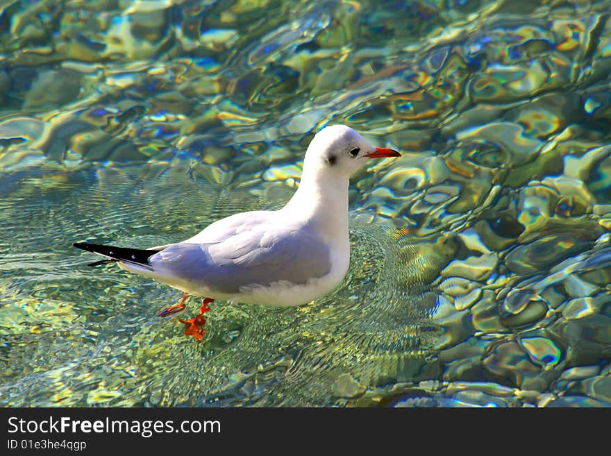 Gull swim in a clear sea winter. Gull swim in a clear sea winter