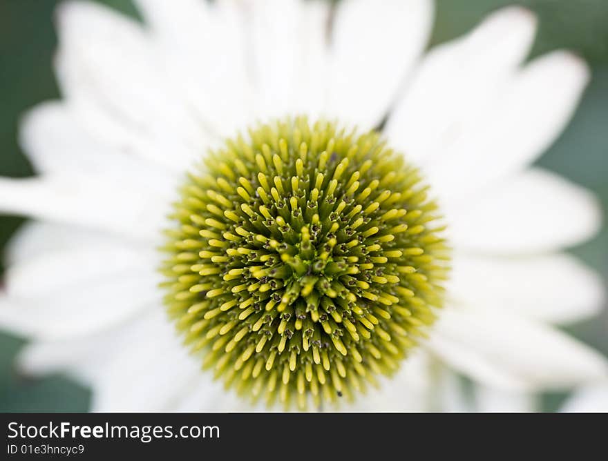 White Cone Flower