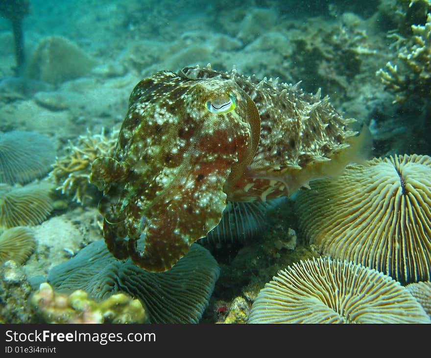 Cuttle fish hovering over mushroom corals