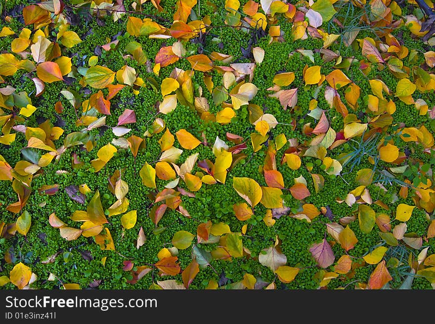 Autumn leaves on the green grass