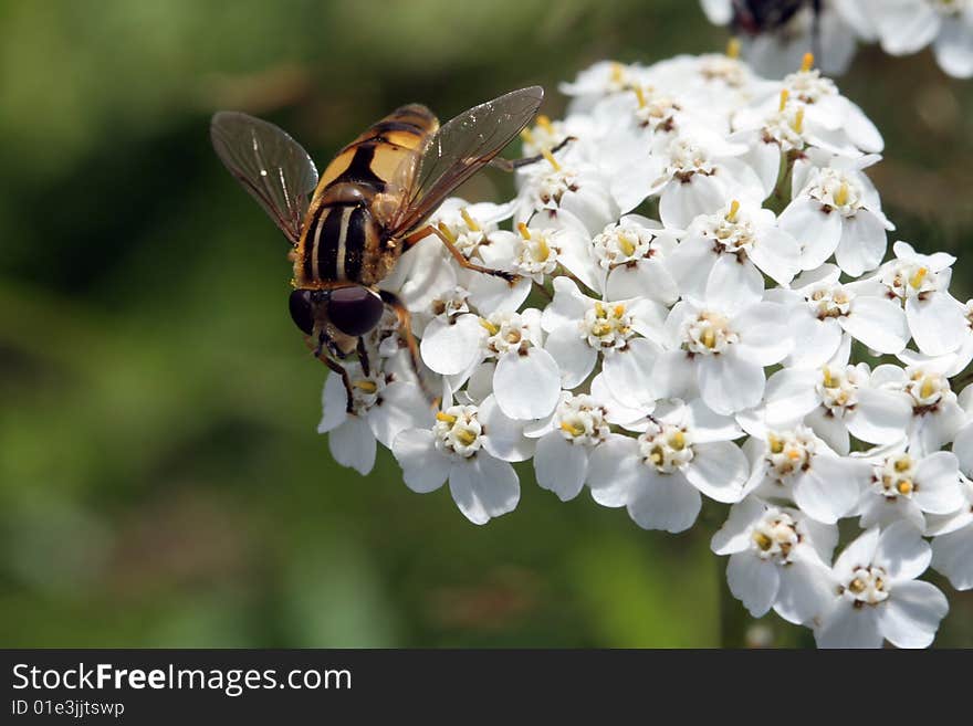 Yellow syrphid fly with black lines on its back. It's feeding on white flowers. Macro shot. Yellow syrphid fly with black lines on its back. It's feeding on white flowers. Macro shot.