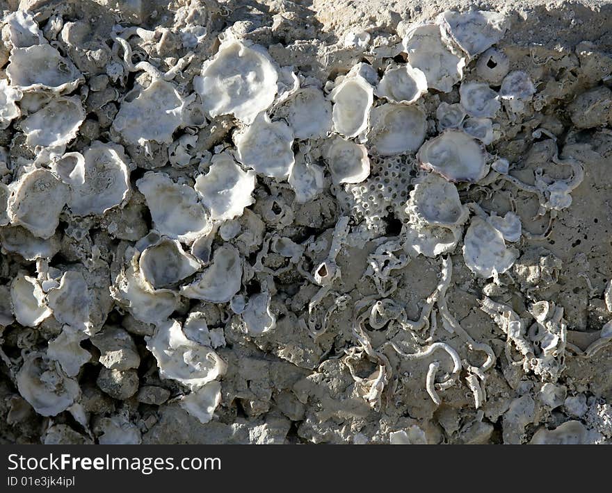 Marine rock texture detail on docks, barnacle. Marine rock texture detail on docks, barnacle