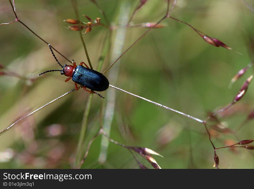 Cereal leaf beetle (oulema melanopus) on a string of grass. It is blue with a red head.