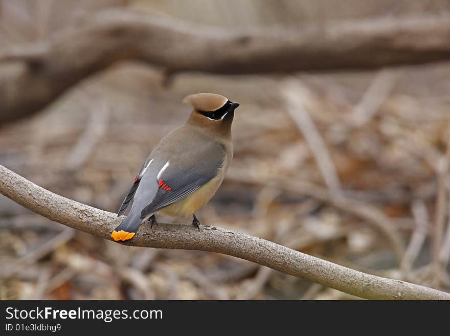 Cedar Waxwing on branch