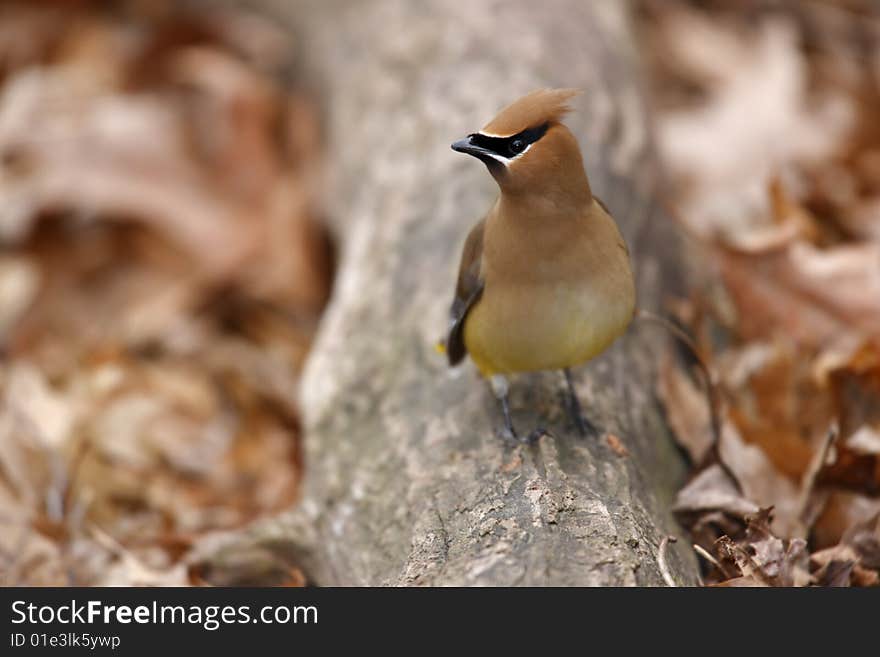 Cedar Waxwing On Log