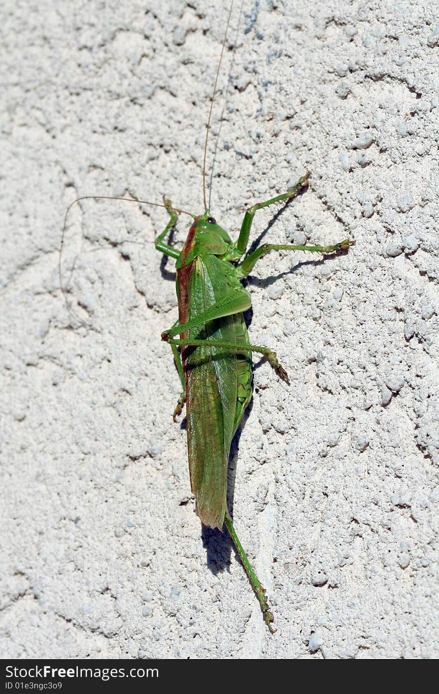 Great green bush cricket (Tettigonia viridissima) on a white wall.