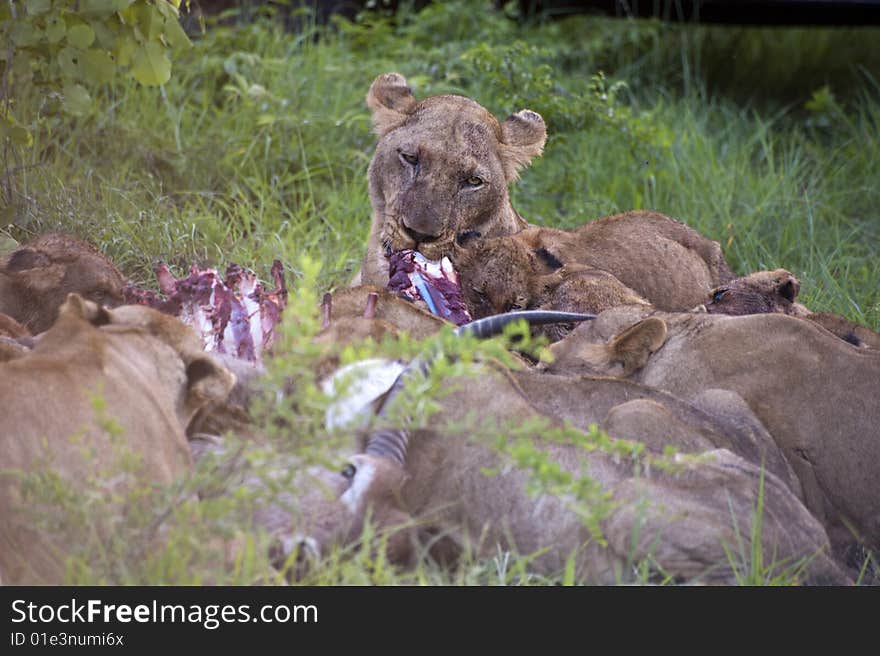 Lion family eating their prey in Kruger Park