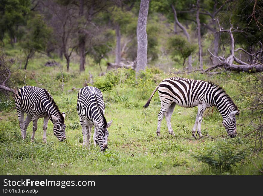 Burchell's Zebra grazing in the Kruger Park, South Africa.