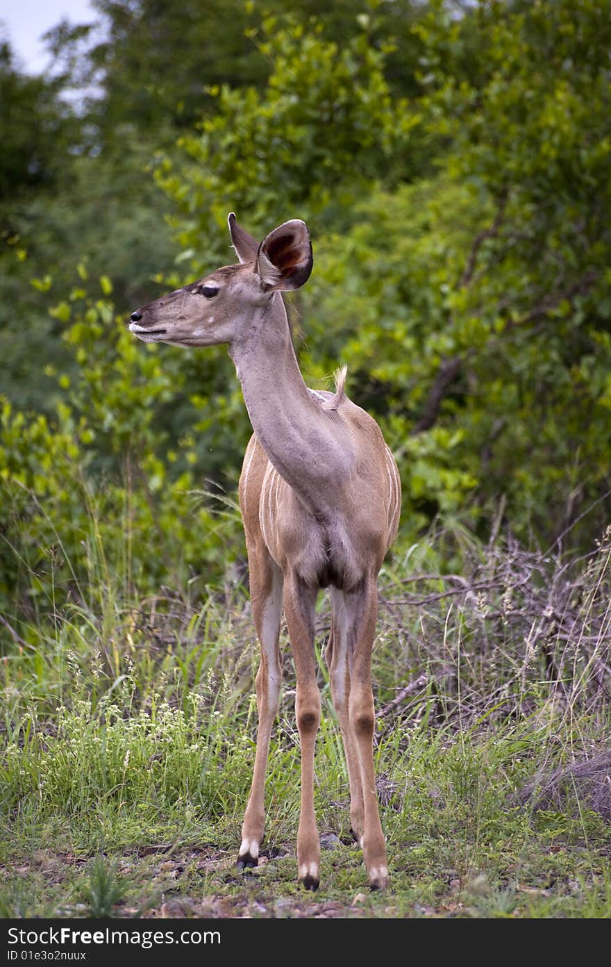 A Female Kudu