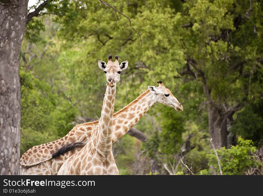 Giraffe in kruger national park