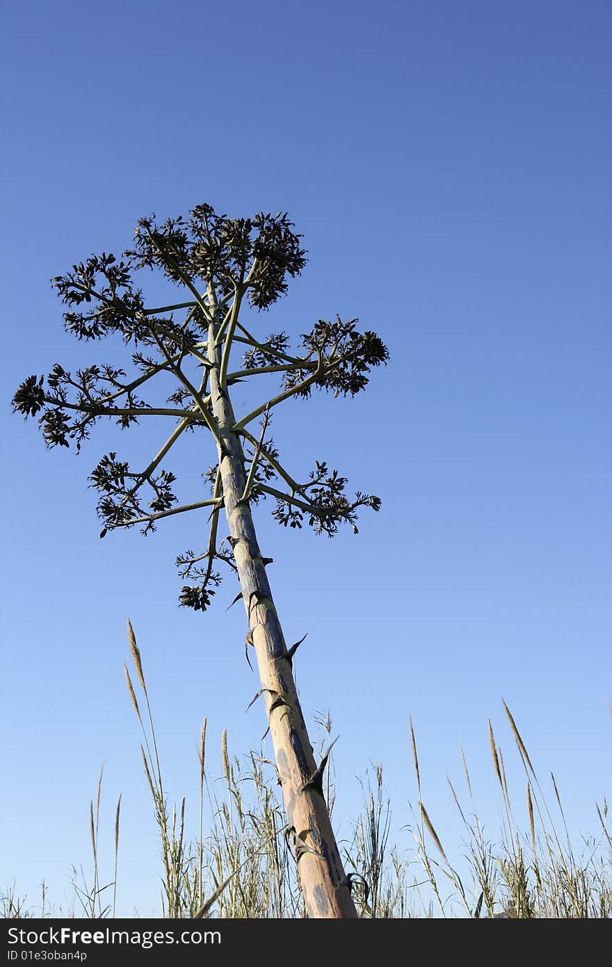 Agave, pitera, cactus from mediterranean sea shore, spain