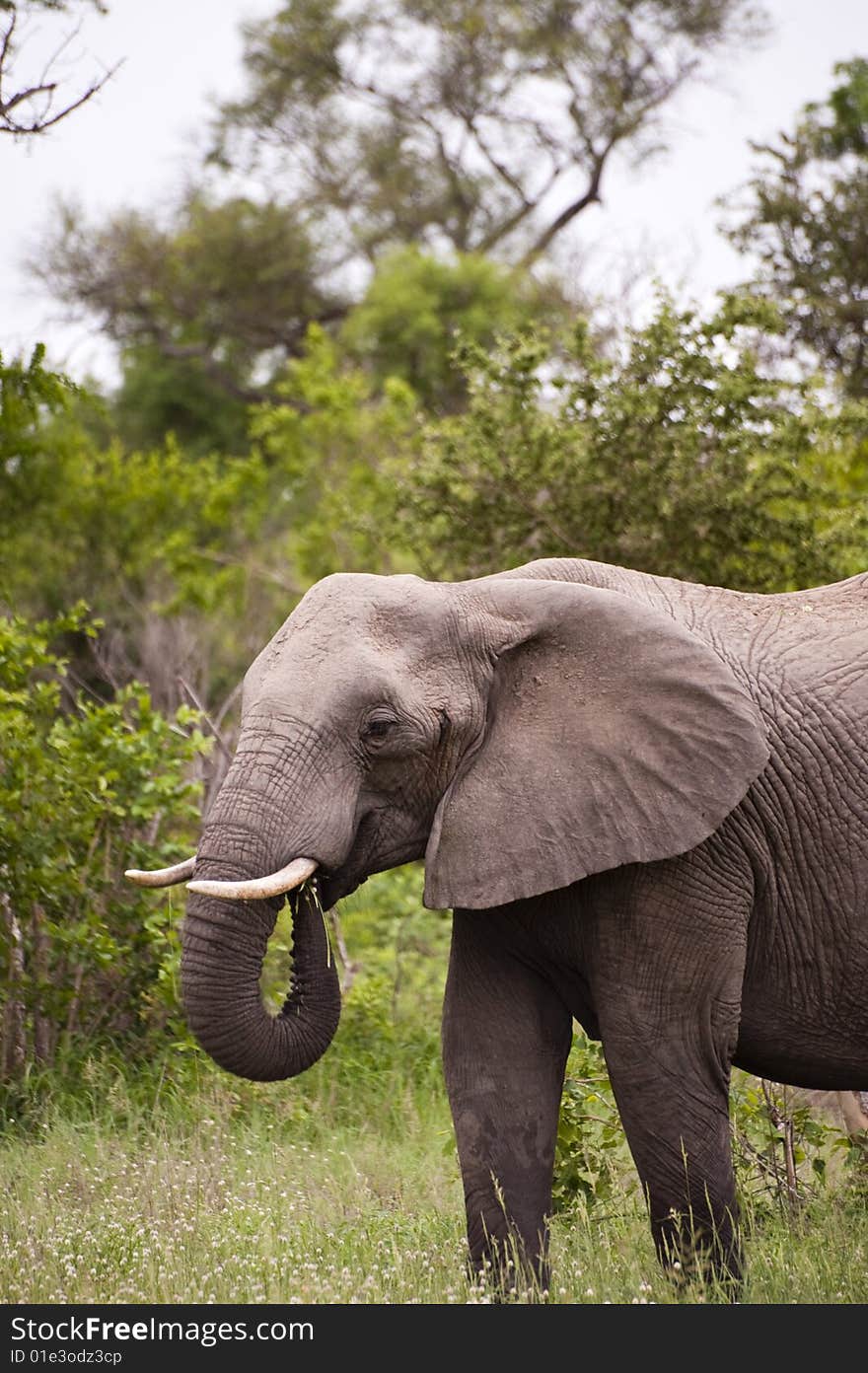 Elephant in Kruger Park, South Africa