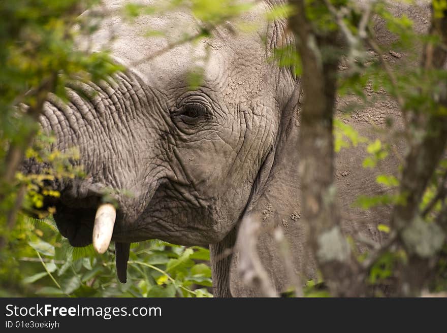 Elephant in Kruger Park, South Africa