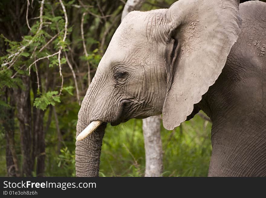 Elephant in Kruger Park, South Africa