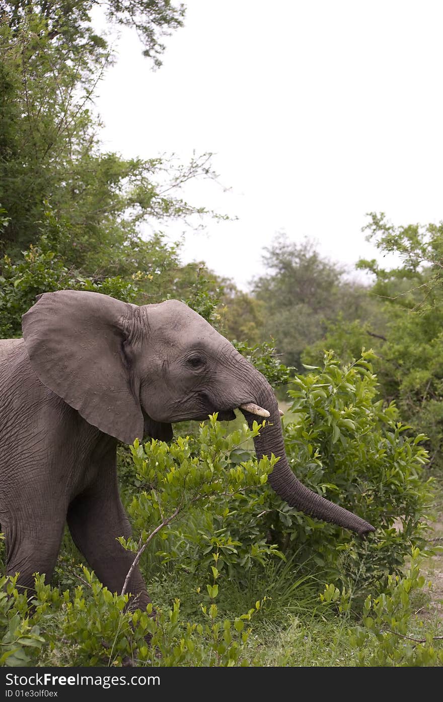 Elephant in Kruger Park, South Africa