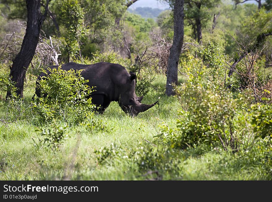 Rhino in Kruger Park