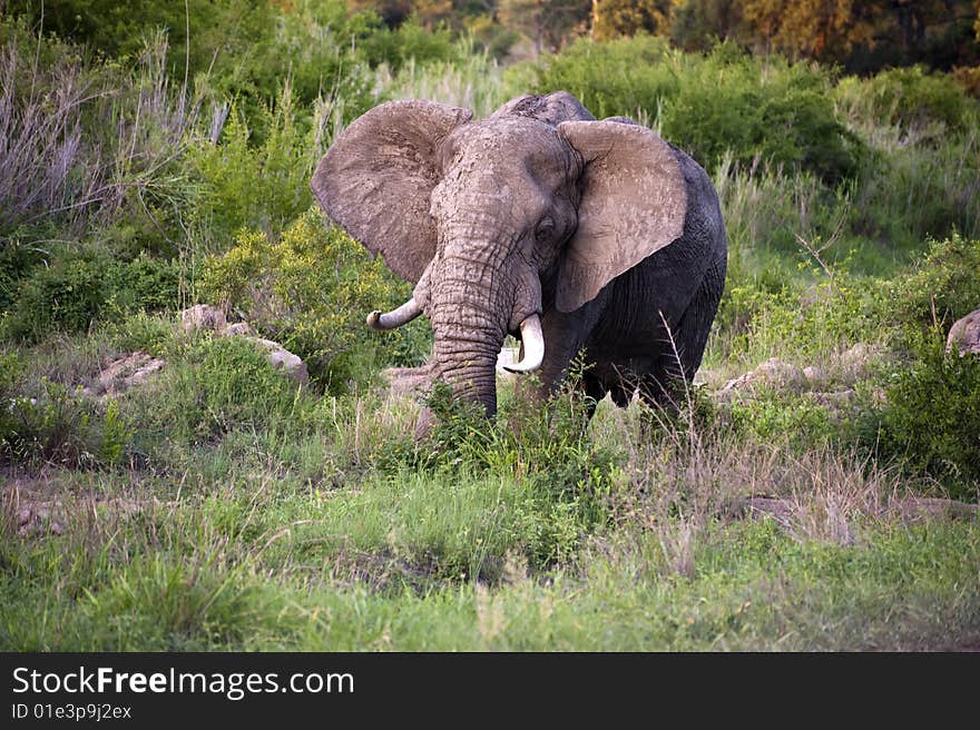 Male elephant in Kruger National park