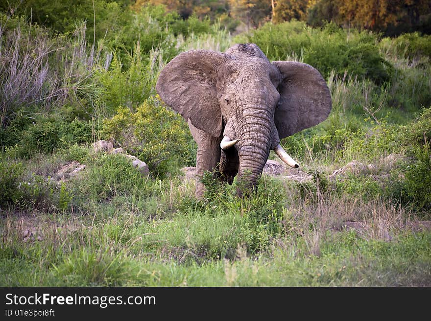 Male elephant in Kruger National park