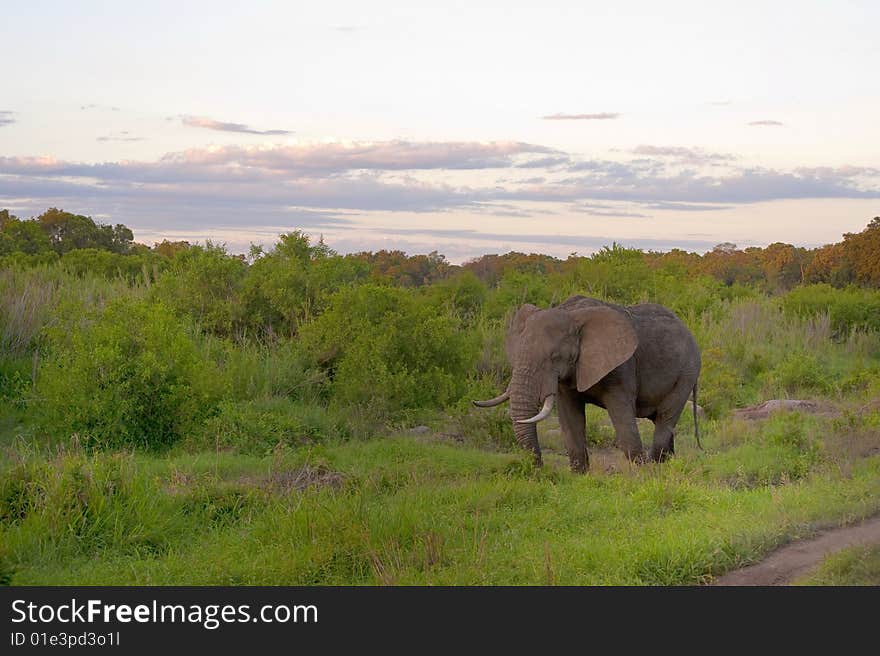 Male elephant in Kruger National park