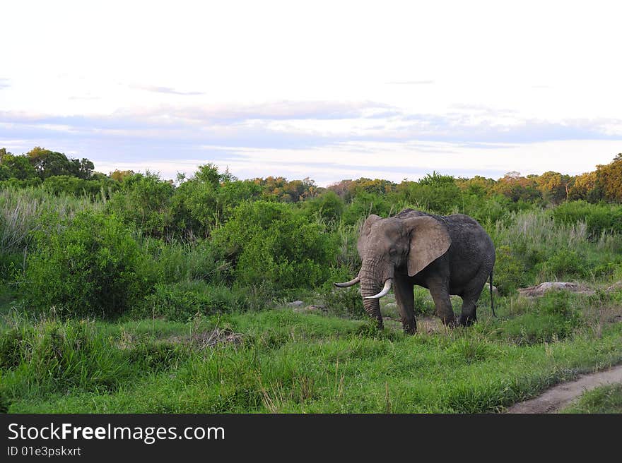 Male elephant in Kruger National park