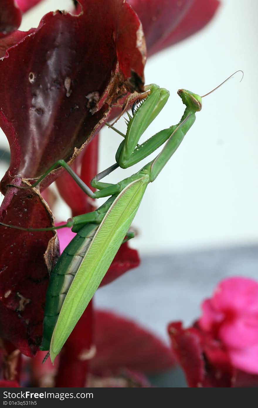 Praying mantis (Mantis religiosa)