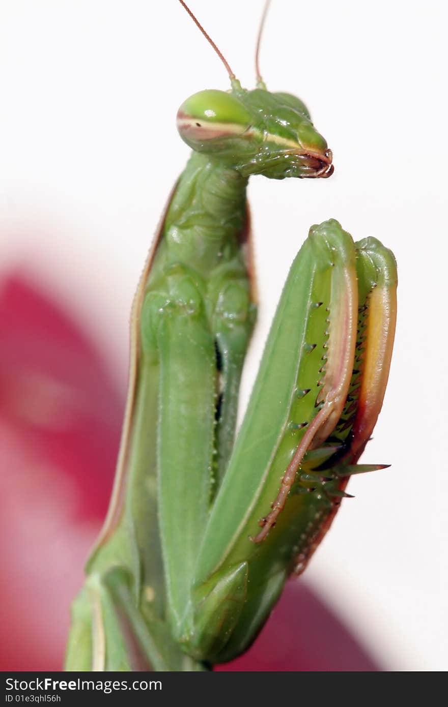 Praying mantis (Mantis religiosa)