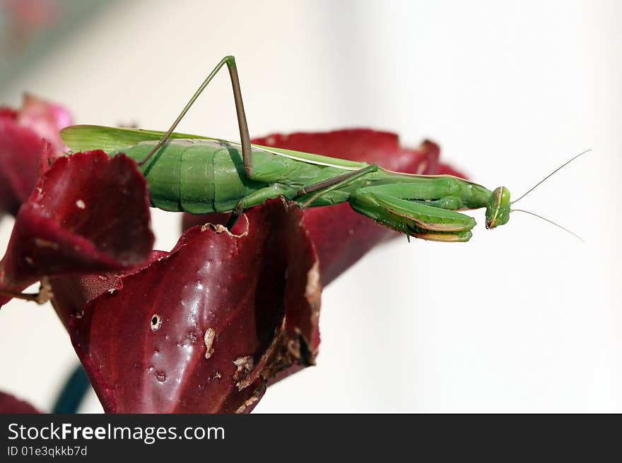 Mantis religiosa