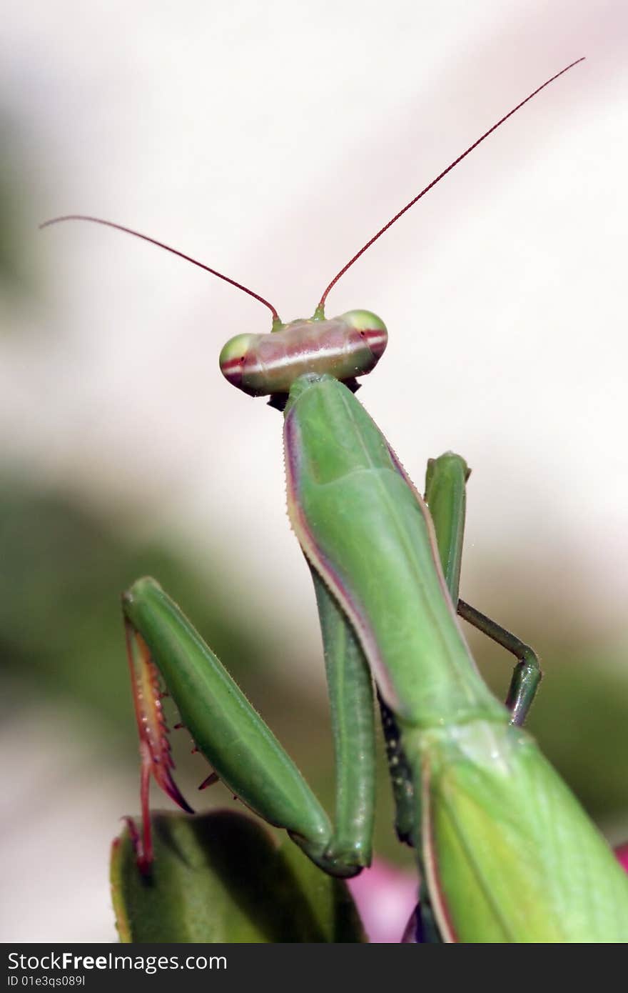 Mantis religiosa