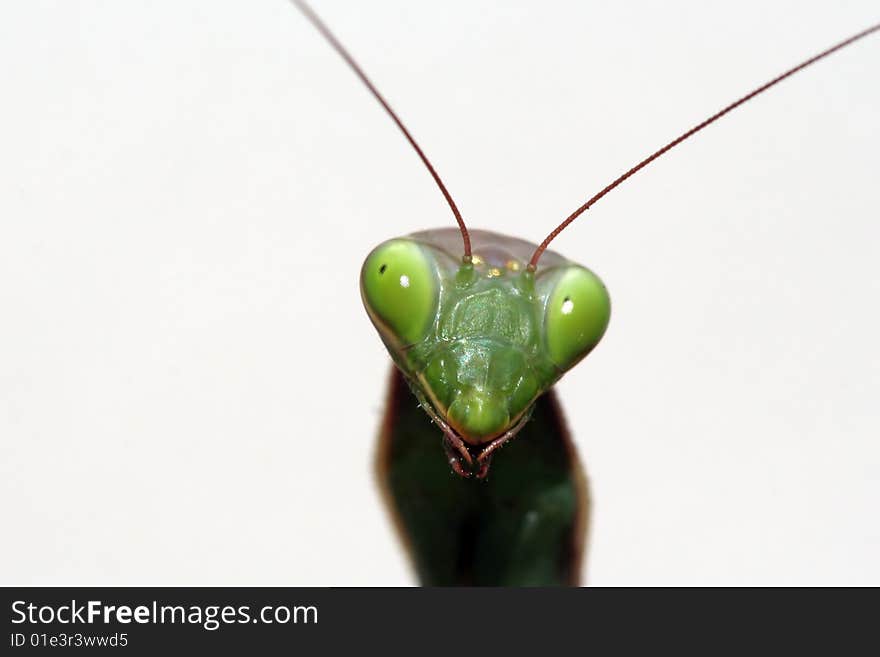 Mantis religiosa